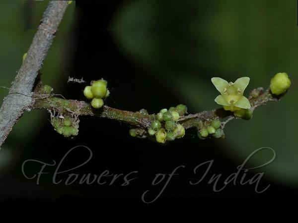 Chestnutleaf Top-Fruit Tree
